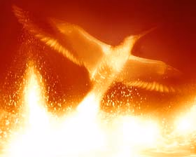 phoenix illustration