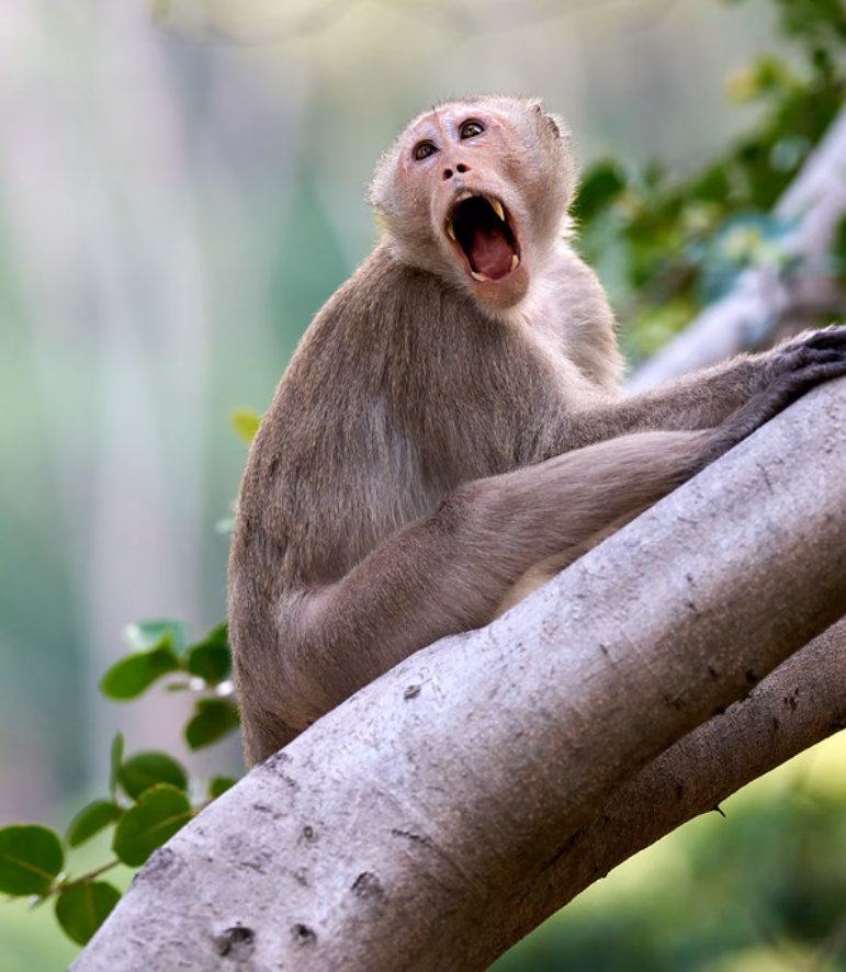 A macaque on a tree branch looking up with its mouth wide open