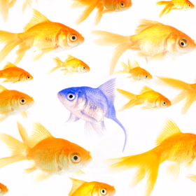 Standing out-fish swimming against the stream