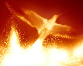 phoenix illustration