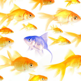 Standing out-fish swimming against the stream
